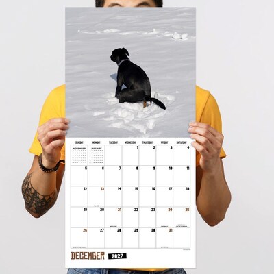 2027 TF Publishing Pooping Dogs 12" x 12" Monthly Wall Calendar, Multicolored (27-1062)