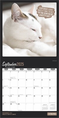 2025 BrownTrout Cat Selfies 12" x 12" Monthly  Wall Calendar (9781975474614)
