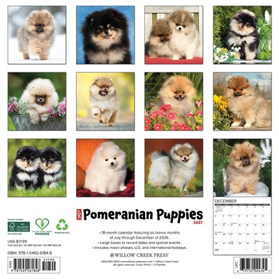 2027 Willow Creek Pomeranian Puppies 12 x 12 Monthly Wall Calendar, Assorted Colors (61848)