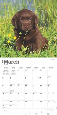 2025 BrownTrout Chocolate Labrador Retriever Puppies 12" x 12" Monthly  Wall Calendar (9781975477325)