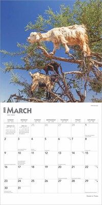 2025 BrownTrout Goats in Trees 12" x 12" Monthly Square Wall Calendar (9781975477059)