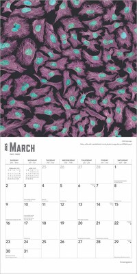 2025 BrownTrout Innerspace 12" x 12" Monthly Square Wall Calendar (9781975481438)