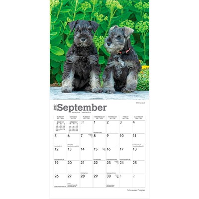 2027 BrownTrout Schnauzer Puppies 7" x 7" Monthly Wall Calendar (9798330710072)