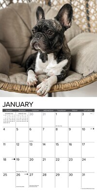 2026 Willow Creek French Bulldogs 12" x 12" Monthly Wall Calendar (51177)