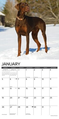 2025 Willow Creek Just Dobermans 12" x 12" Monthly Wall Calendar (42717)