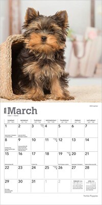 2026 BrownTrout Yorkshire Terrier Puppies 7" x 7" Monthly Wall Calendar (9798330706433)