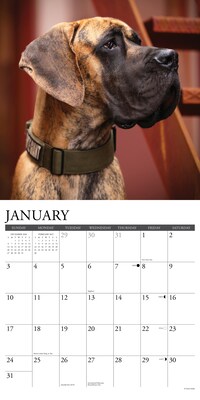2027 Willow Creek Great Danes 12" x 12" Monthly Wall Calendar (60537)