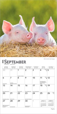 2026 BrownTrout Piglets 7" x 7" Monthly Wall Calendar (9798330705122)