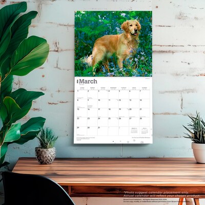 2026 BrownTrout For the Love of Golden Retrievers 14" x 12" Monthly Wall Calendar (9798330707157)