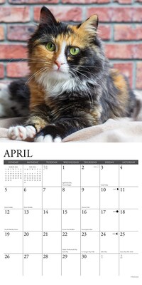 2026 Willow Creek Calico Cats 12" x 12" Monthly Wall Calendar (50484)