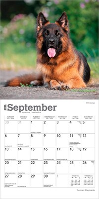 2026 BrownTrout German Shepherds 7" x 7" Monthly Wall Calendar (9798330707690)