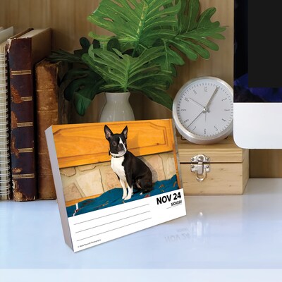 2025 Willow Creek Boston Terriers 6" x 5.5" Day-to-Day Calendar (40683)