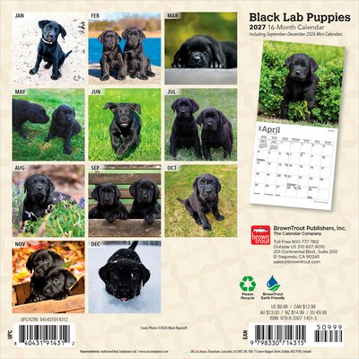 2027 BrownTrout Black Labrador Retriever Puppies 7 x 7 Monthly Wall Calendar (9798330714315)