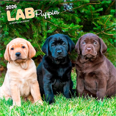 2026 BrownTrout Labrador Retriever Puppies 12 x 12 Monthly Wall Calendar (9798330704170)