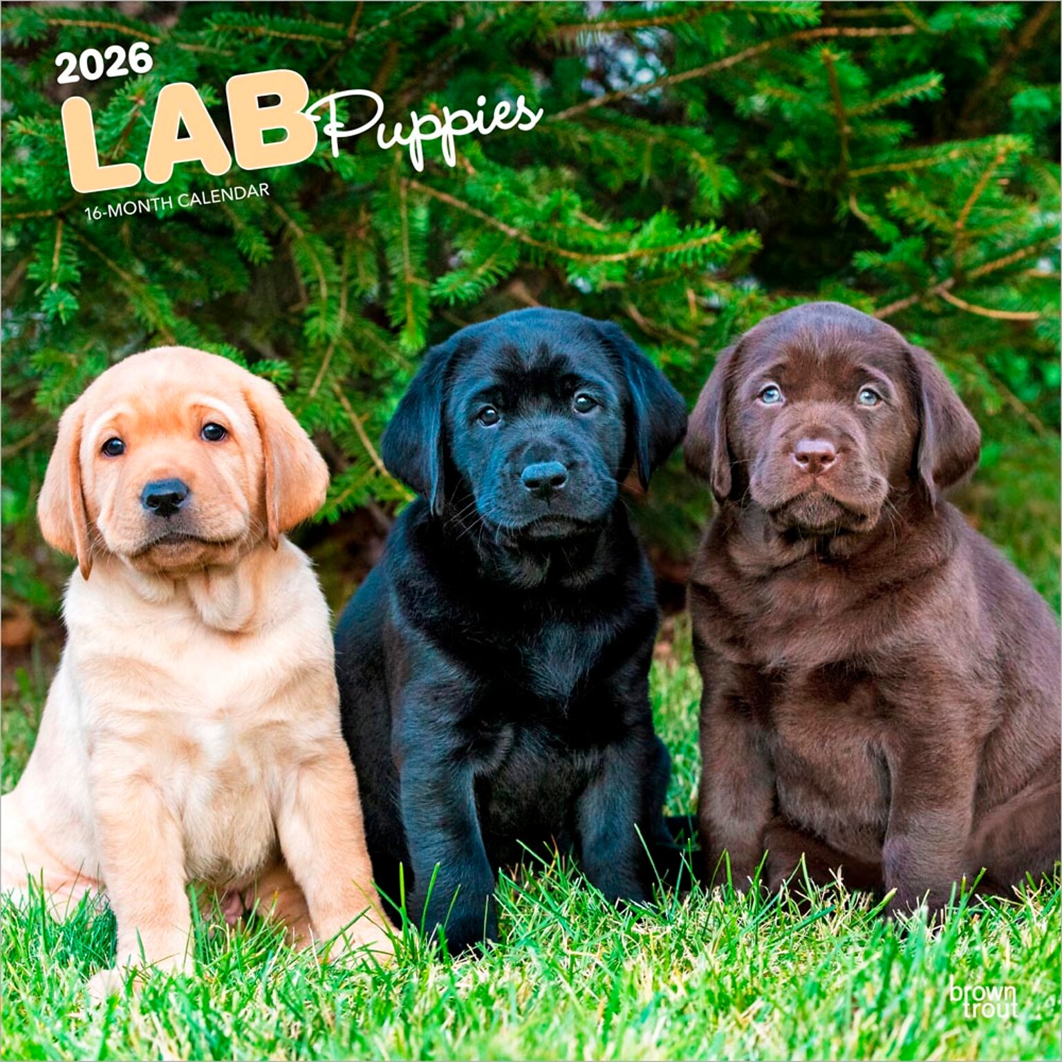 2026 BrownTrout Labrador Retriever Puppies 12 x 12 Monthly Wall Calendar (9798330704170)