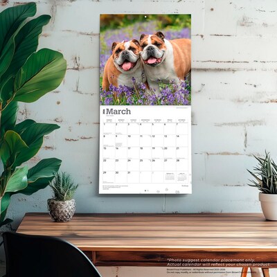 2026 BrownTrout Bulldogs 12" x 12" Monthly Wall Calendar (9798330703210)