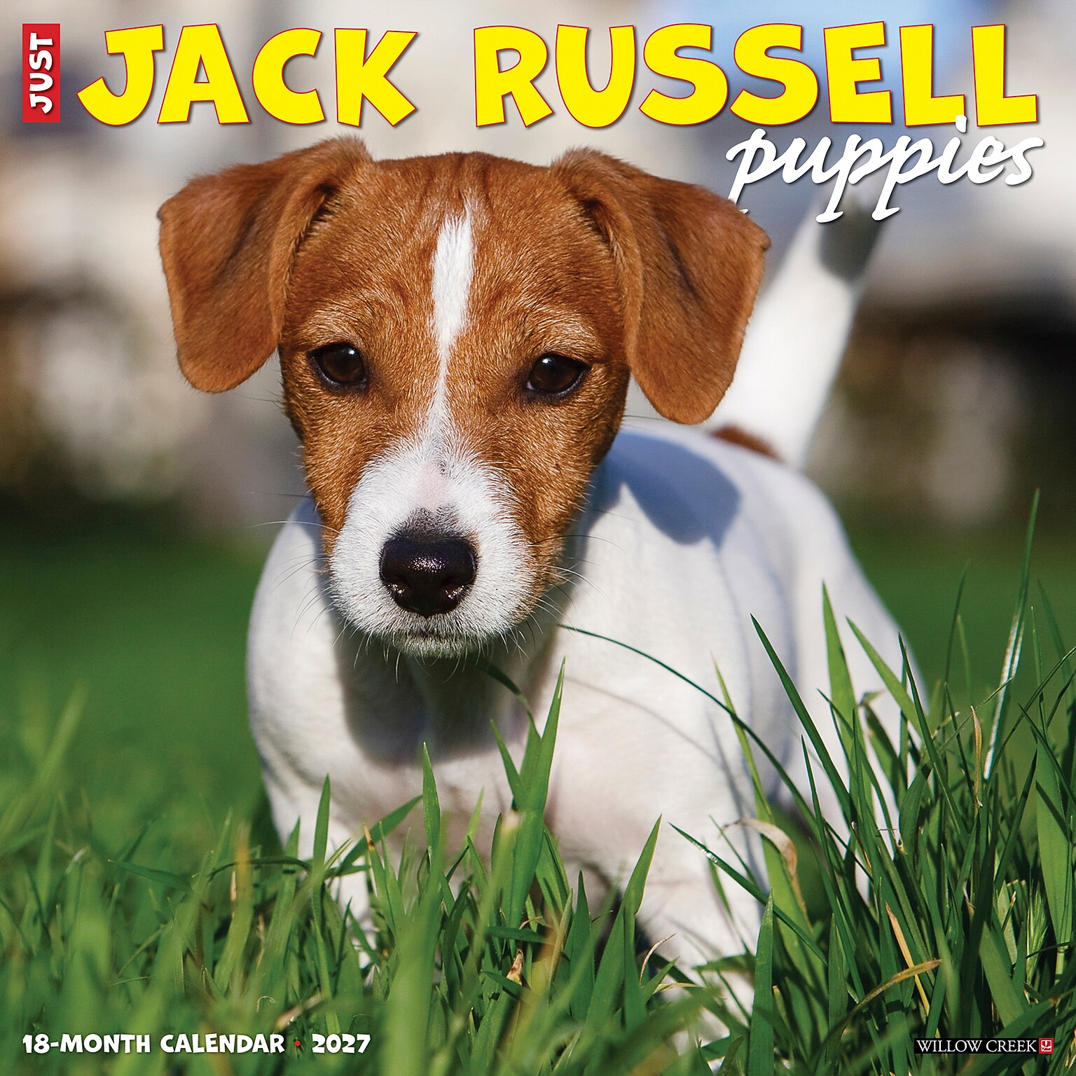 2027 Willow Creek Jack Russell Puppies 12 x 12 Monthly Wall Calendar (60827)