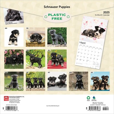 2025 BrownTrout Schnauzer Puppies 12 x 12 Monthly  Wall Calendar (9781975475666)