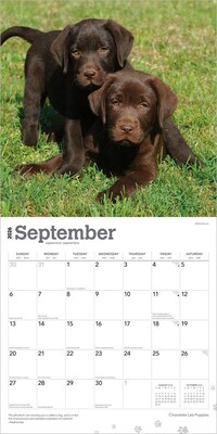2026 BrownTrout Chocolate Labrador Retriever Puppies 12" x 12" Monthly Wall Calendar (9798330704200)