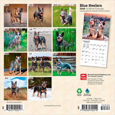 2026 BrownTrout Blue Heelers 7 x 7 Monthly Wall Calendar (9798330702510)