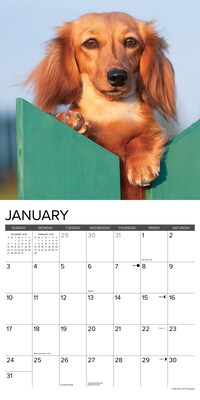 2027 Willow Creek Miniature Dachshunds 12" x 12" Monthly Wall Calendar, Assorted Colors (61206)