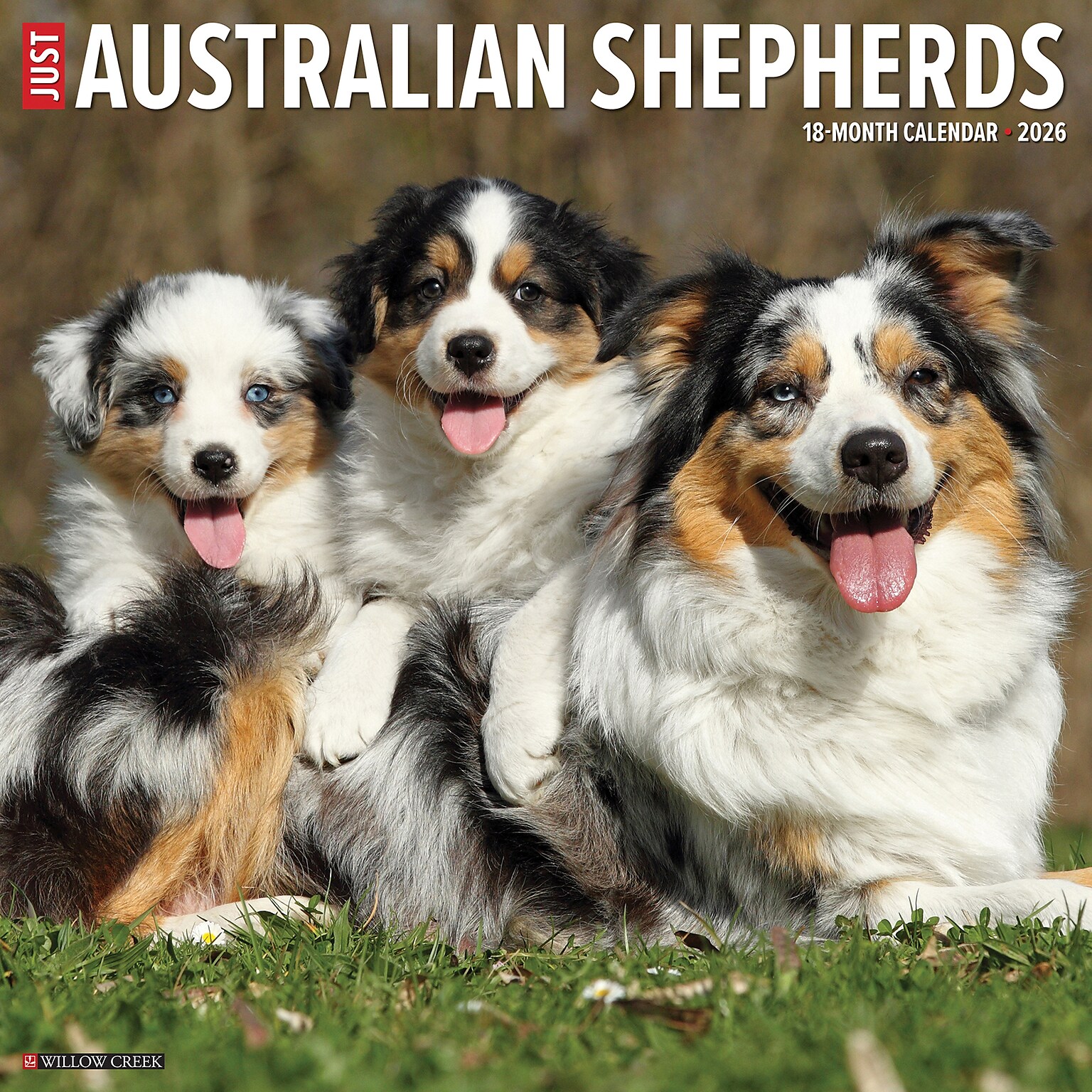 2026 Willow Creek Australian Shepherds 12 x 12 Monthly Wall Calendar (49983)