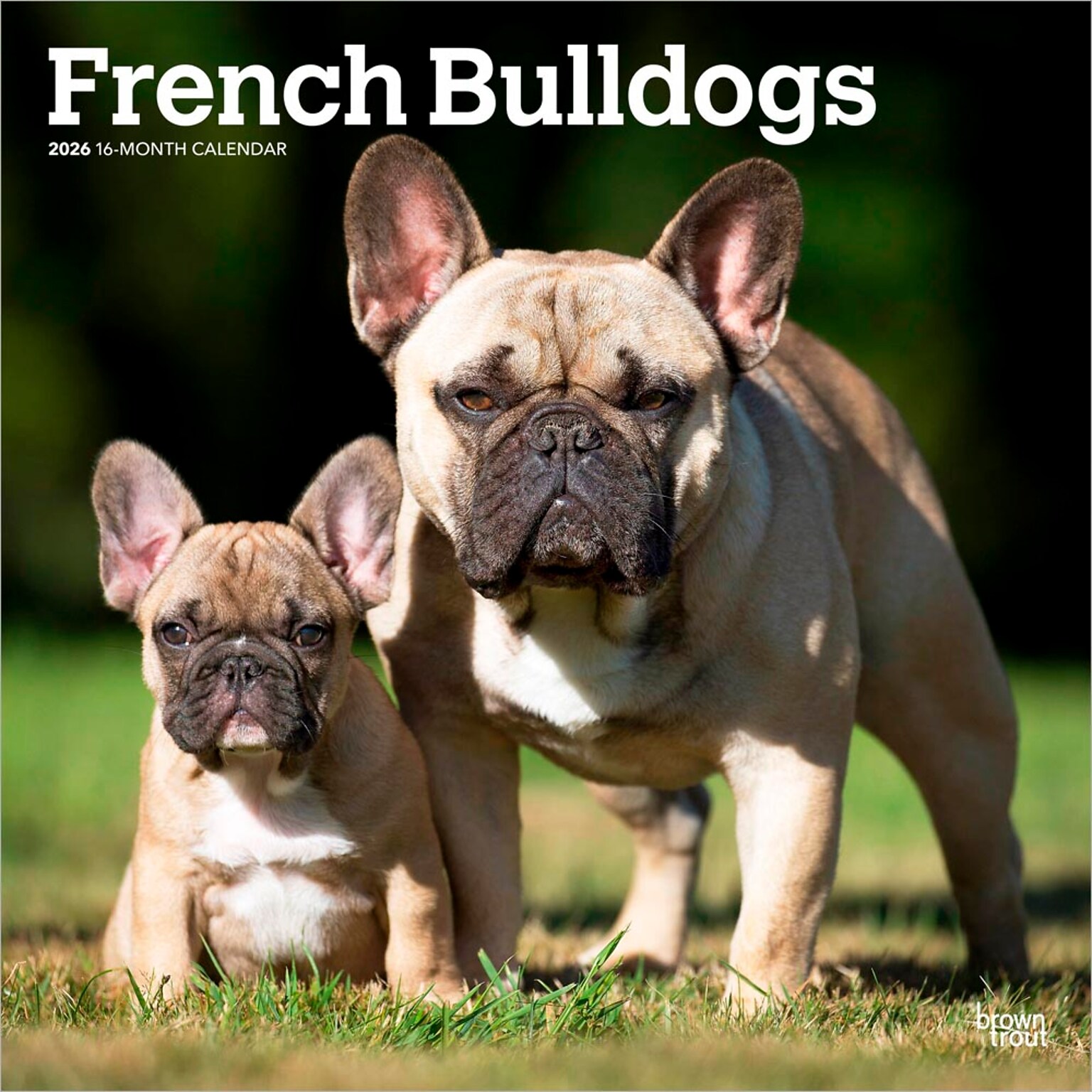 2026 BrownTrout French Bulldogs 12 x 12 Monthly Wall Calendar (9798330703302)