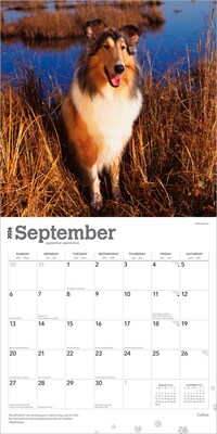 2026 BrownTrout Collies 12" x 12" Monthly Wall Calendar (9798330702985)