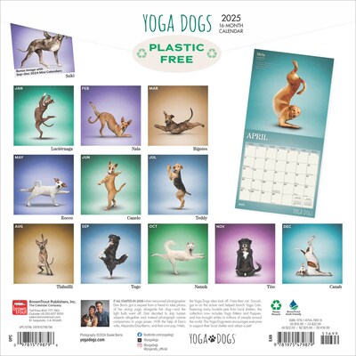 2025 BrownTrout Yoga Dogs 12 x 12 Monthly  Wall Calendar (9781975479879)