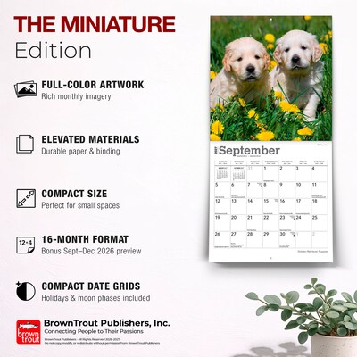 2027 BrownTrout Golden Retriever Puppies 7" x 7" Monthly Wall Calendar, Assorted Colors (9798330710010)