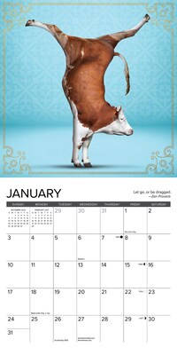 2027 Willow Creek Cow Yoga 7" x 7" Monthly Wall Calendar (63965)