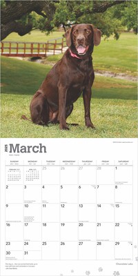 2025 BrownTrout Chocolate Labrador Retrievers 12" x 12" Monthly Square Wall Calendar (9781975477356)