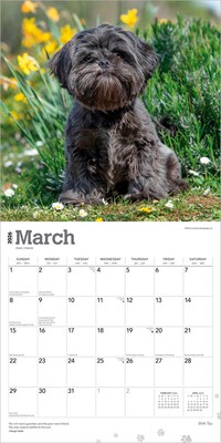 2026 BrownTrout Shih Tzu 12" x 12" Monthly Wall Calendar (9798330705535)