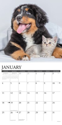 2026 Willow Creek Kittens & Puppies 12" x 12" Monthly Wall Calendar (51702X)