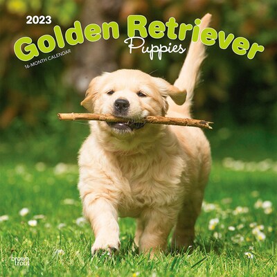 2023 BrownTrout Golden Retriever Puppies 12 x 12 Monthly Wall Calendar (9781975449230)