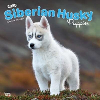 2025 BrownTrout Siberian Husky Puppies 12 x 12 Monthly Wall Calendar (9781975477783)