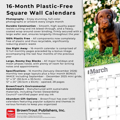 2026 BrownTrout Chocolate Labrador Retriever Puppies 12" x 12" Monthly Wall Calendar (9798330704200)