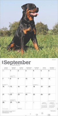 2025 BrownTrout Rottweilers 12" x 12" Monthly  Wall Calendar (9781975477646)