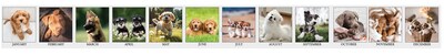 2027 House of Doolittle Earthscapes Puppy 8.5" x 4" Monthly Desk Calendar (3659-27)