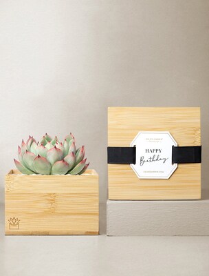 Lulas Garden Bamboo Bliss Garden - Happy Birthday