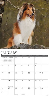 2027 Willow Creek Collies 2027 12" x 12" Monthly Wall Calendar, Assorted Colors (59814)