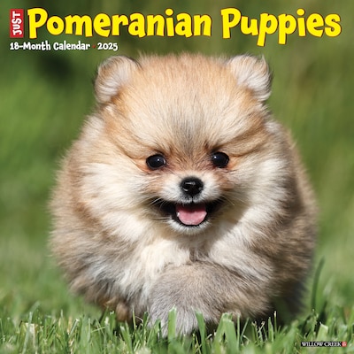 2025 Willow Creek Just Pomeranian Puppies 12 x 12 Monthly Wall Calendar (44490)