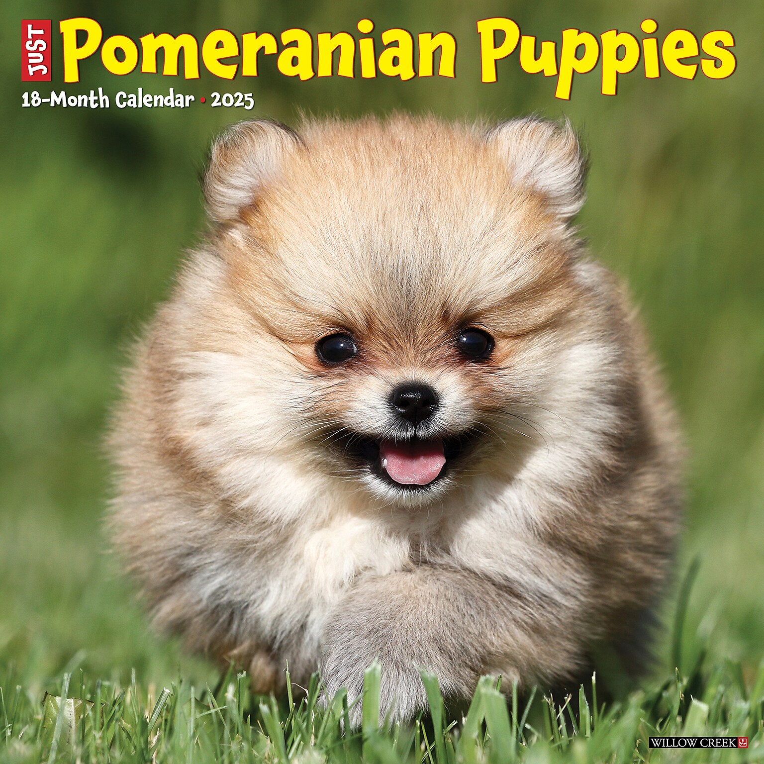 2025 Willow Creek Just Pomeranian Puppies 12 x 12 Monthly Wall Calendar (44490)