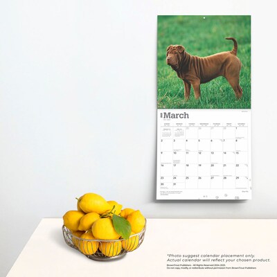 2025 BrownTrout Shar Pei 12" x 12" Monthly Wall Calendar (9781975477707)