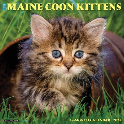 2025 Willow Creek Just Maine Coon Kittens 12 x 12 Monthly Wall Calendar (43820)