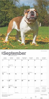 2025 BrownTrout English Bulldogs 12" x 12" Monthly Wall Calendar (9781975476755)