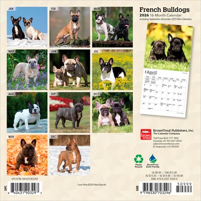 2026 BrownTrout French Bulldogs 7 x 7 Monthly Wall Calendar (9798330703296)