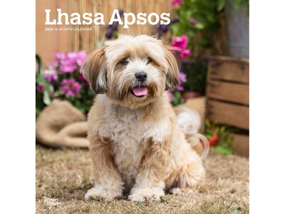 2024 BrownTrout Lhasa Apsos 12 x 12 Monthly Wall Calendar (9781975470715)