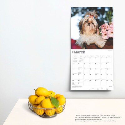 2025 BrownTrout Shih Tzu 12" x 12" Monthly  Wall Calendar (9781975477745)