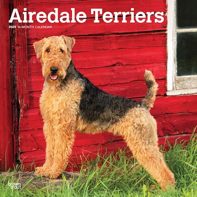 2025 BrownTrout Airedale Terriers 12 x 12 Monthly Wall Calendar (9781975476472)